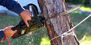 Best Tree Preservation Services  in Union City, IN