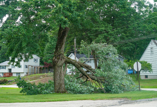 Why Choose Our Tree Removal Services in Union City, IN?