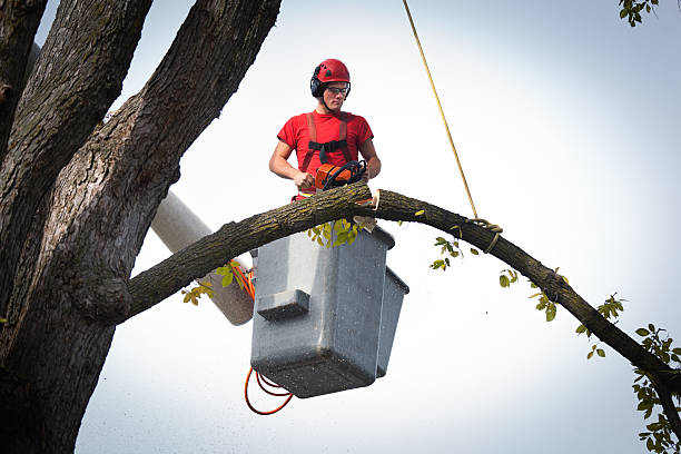 Trusted Union City, IN Tree Services Experts